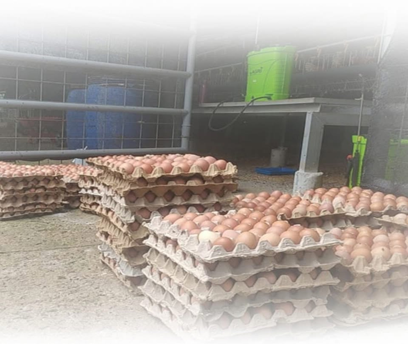 Asosiasi dan Peternak Apresiasi Langkah Kementan Stabilkan Harga Telur