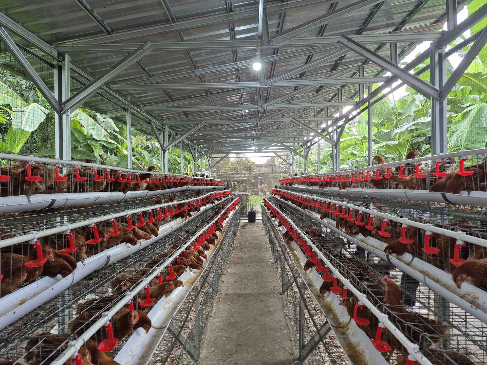 Dalam Sepekan, Arahan Mentan Amran Jadi Langkah Konkret Lindungi Peternak Ayam Ras Petelur