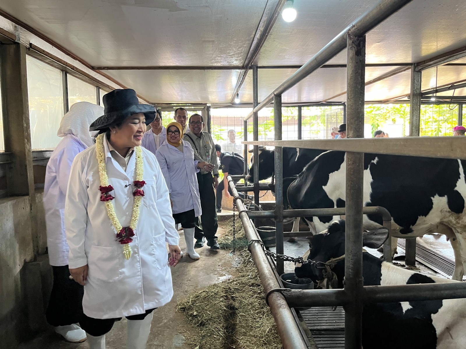 Kementan Dorong Pengembangan Sapi Perah Grati, Potensi Genetik Lokal untuk Perkuat Persusuan Nasional