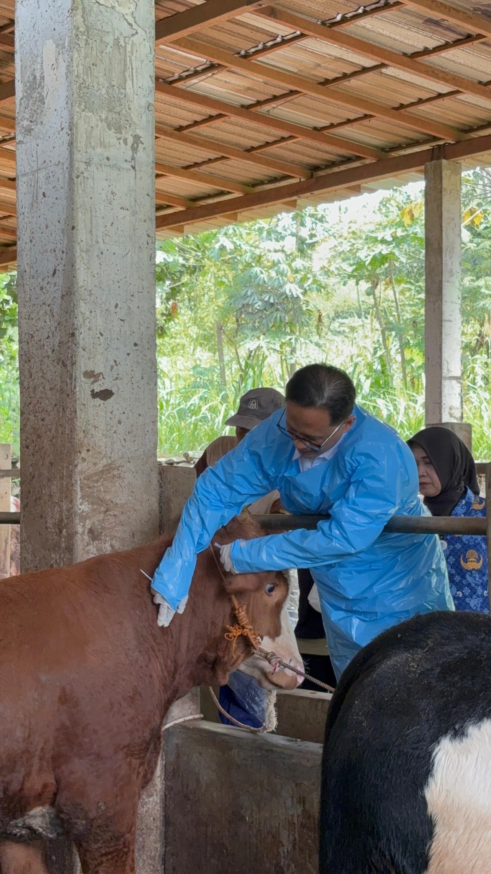 Vaksinasi Berbasis Zona, Kementan Perkuat Perlindungan Peternak dari PMK