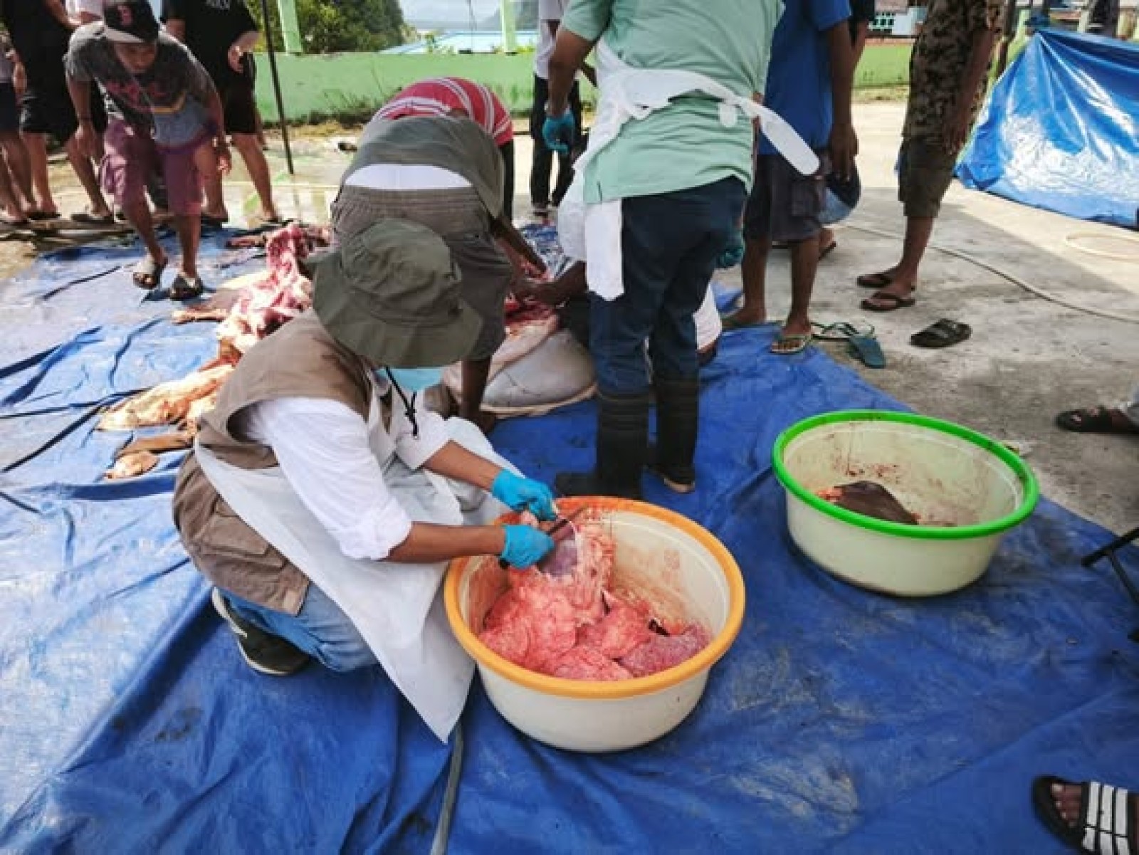 Awasi Ketat Sapi Kurban di Jayapura, Kementan Pastikan Sehat dan Layak Konsumsi