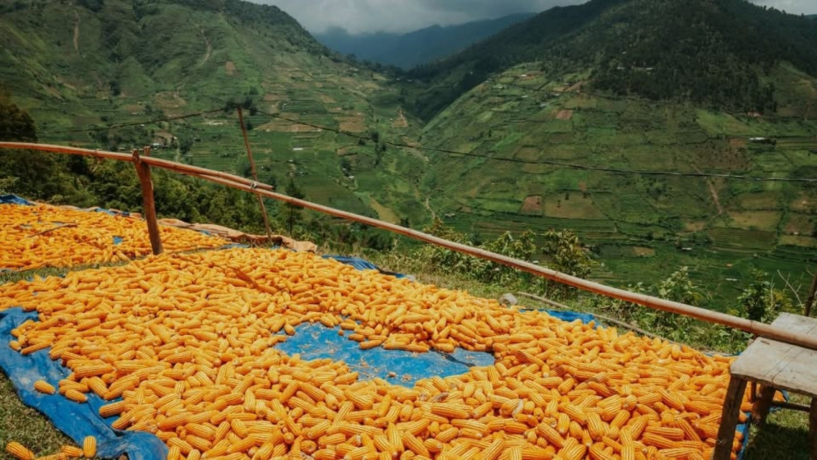 Harga Pakan Terpantau Turun, Kementan: Biaya Produksi Peternak Diharapkan Lebih Efisien