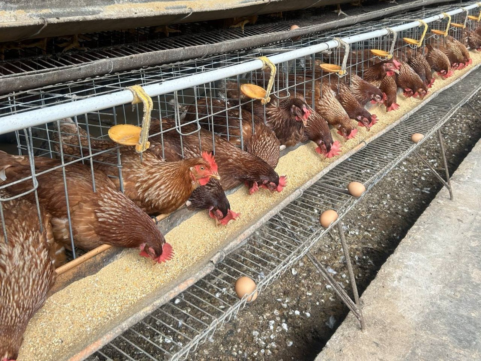 Harga Pakan Ternak Terkendali, Didukung Instrumen Stabilisasi Jagung