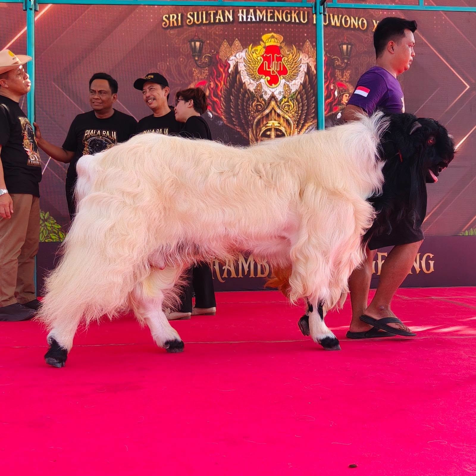 gambar