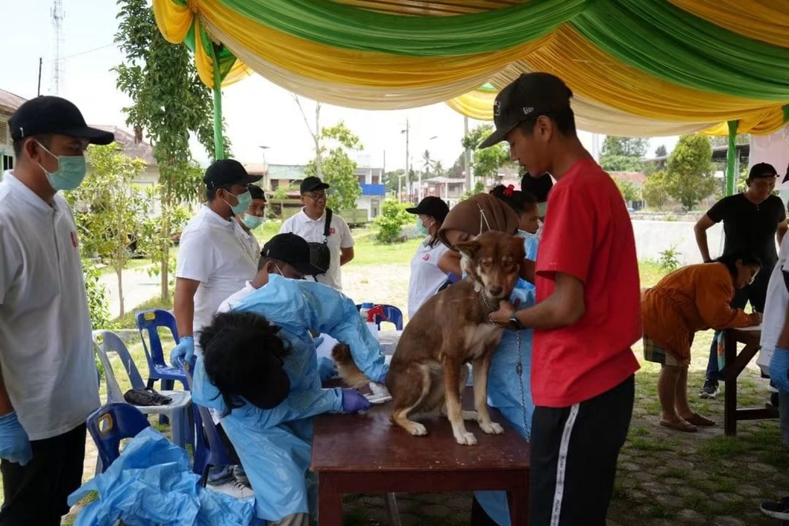 Kementan Gerak Cepat Respons Kasus Gigitan Anjing Terduga Rabies di Dompu