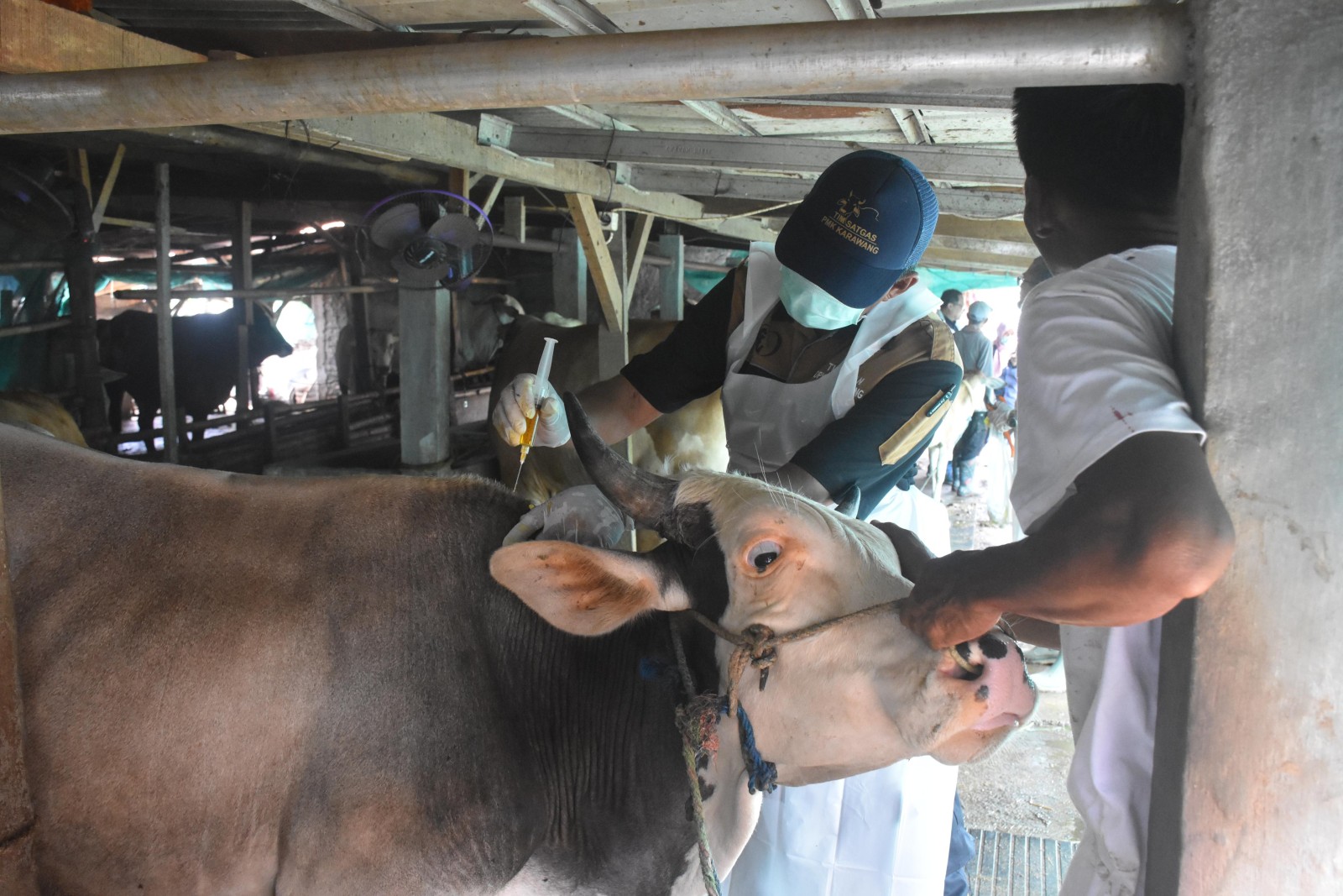 Bulan Vaksinasi PMK 2026 Dimulai, Kementan Salurkan 4 Juta Dosis Vaksin