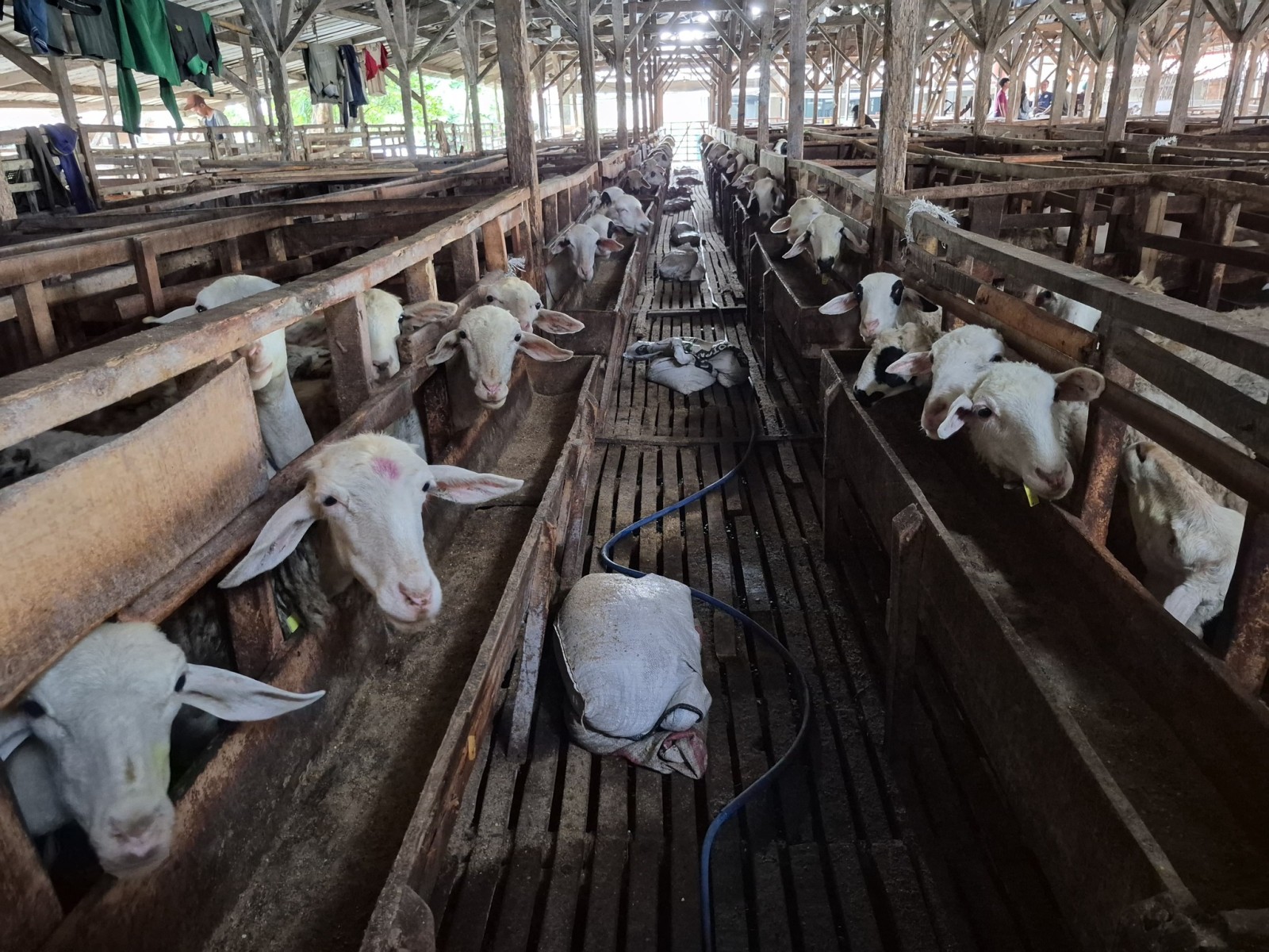 Mitra Tani Farm Bogor, Contoh Nyata Hilirisasi Peternakan dari Hulu ke Hilir