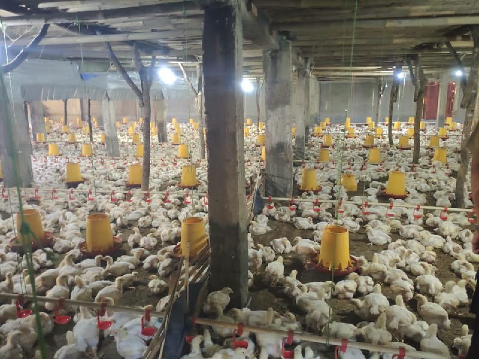 Kementan Kawal Komitmen Perbaikan Harga Ayam Hidup oleh Pelaku Usaha Perunggasan