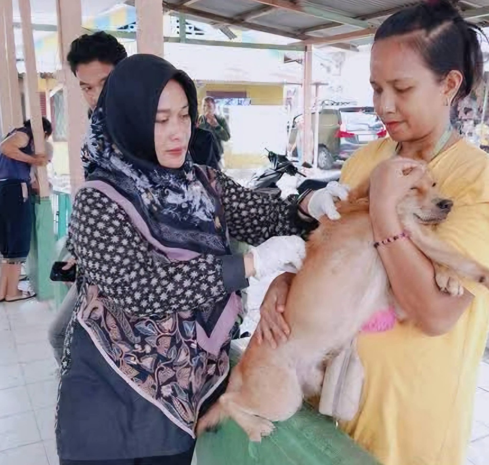 Kementan Perkuat Pengendalian Rabies di Bali, Alokasikan 205.000 Dosis Vaksin pada 2026