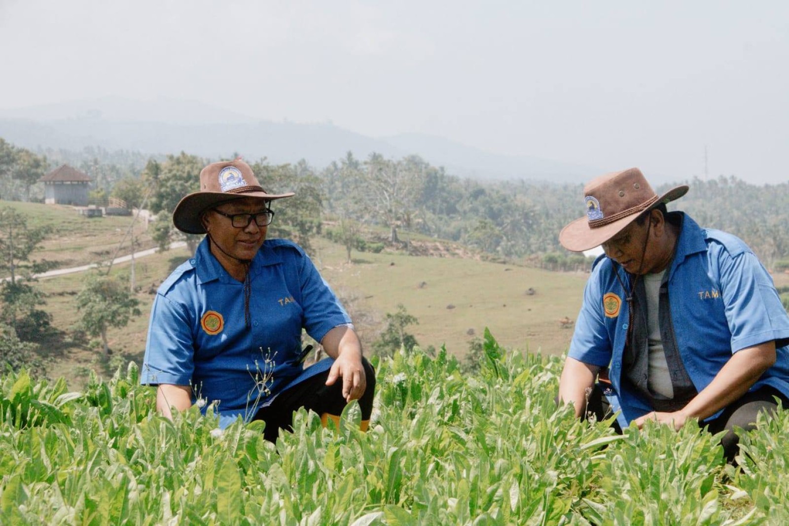 Chicory Dikembangkan Kementan untuk Tekan Biaya Pakan Peternak