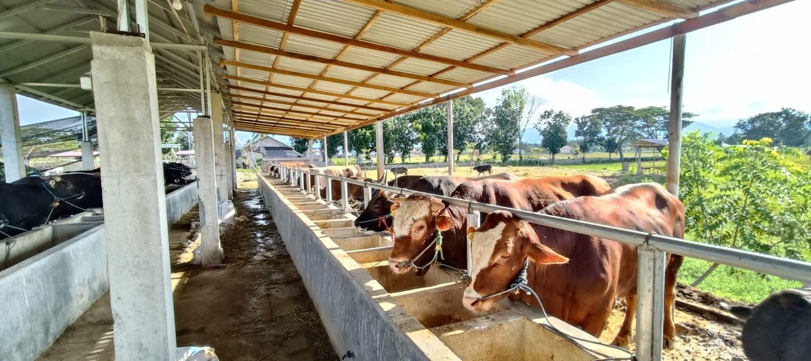 Kementan Perkuat Ketersediaan Daging Nasional, Dorong Pelaku Usaha Percepat Pemasukan Ternak Bakalan