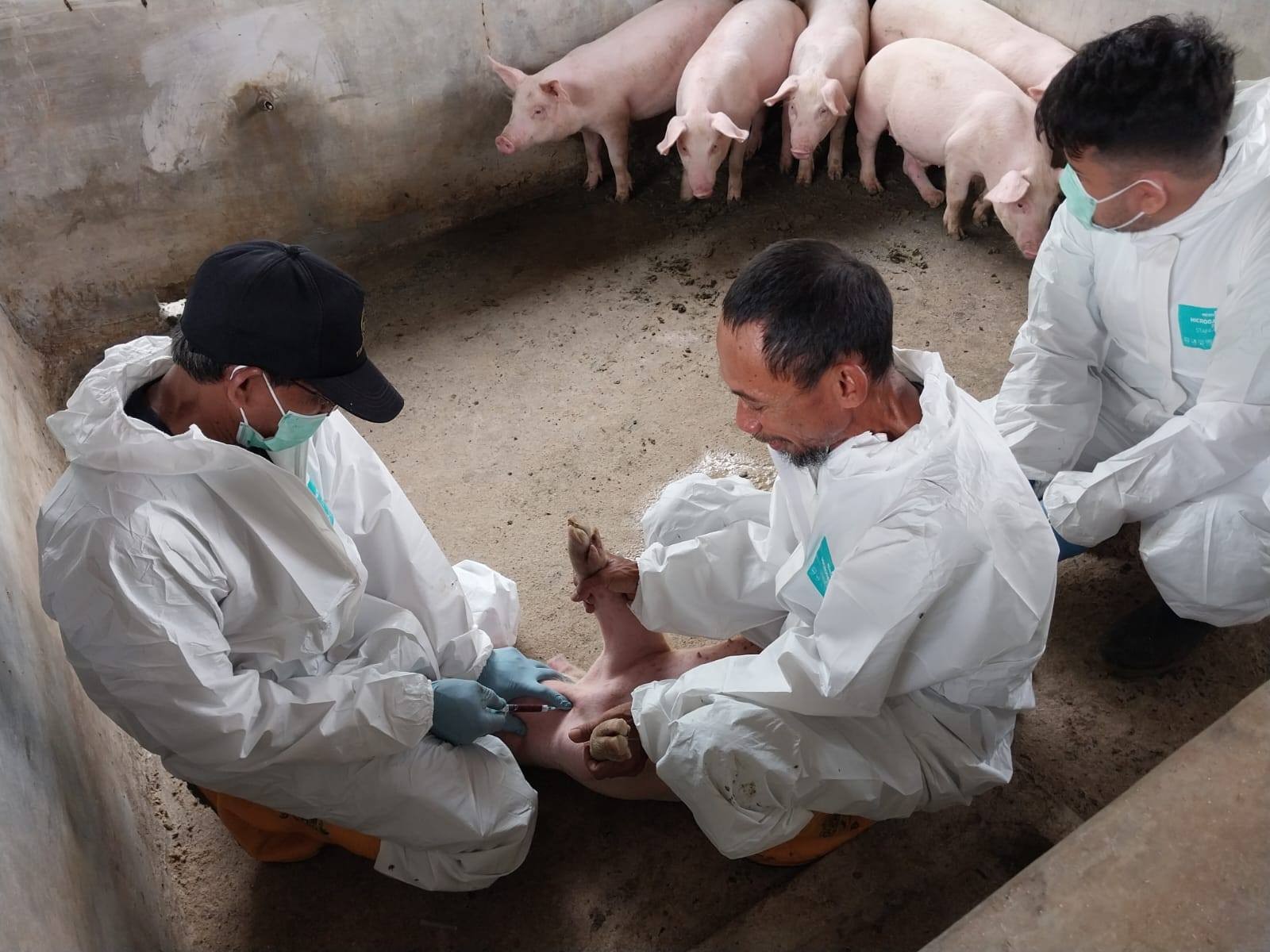 Alih Fungsi Lahan Picu Ancaman Zoonosis, Kementan Perkuat Deteksi Dini Berbasis One Health