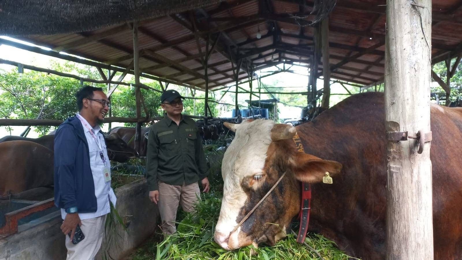 Kementan Pastikan Sapi Banmas Presiden di Sumatera Sehat dan Layak Kurban