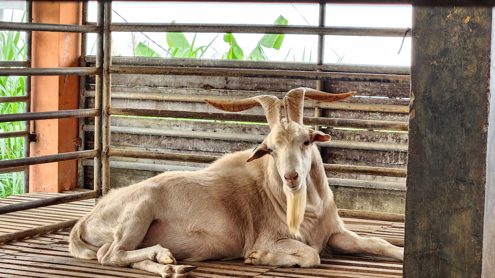 Kementan Kembangkan Kambing Saanen, Sediakan Bibit Perah Unggul Asal Swiss