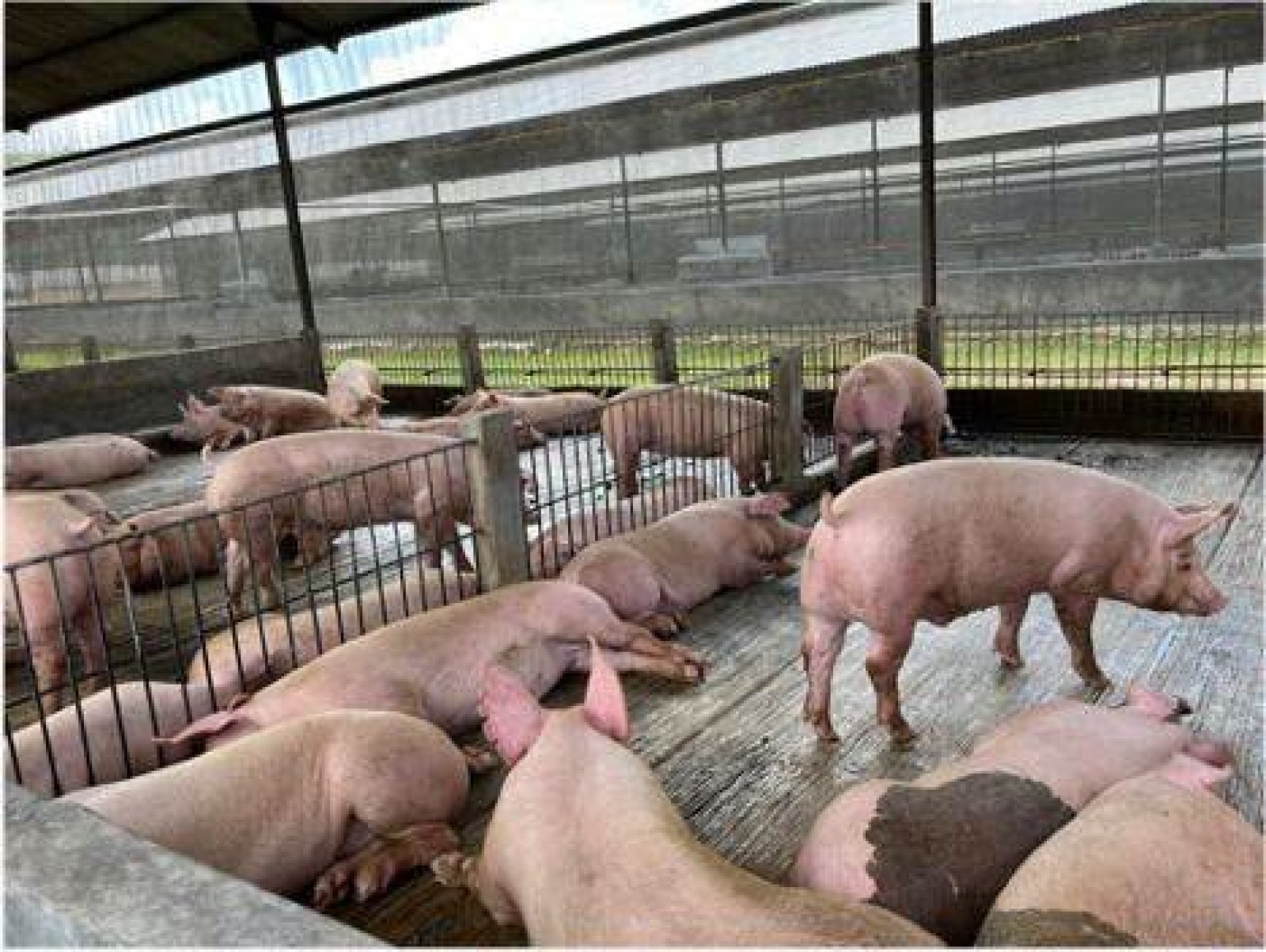 gambar