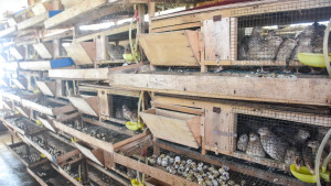 Kementan Dukung Penuh! Burung Puyuh Jadi Andalan Pangan Alternatif Masa Depan?