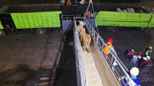 570 Ekor Indukan Sapi Pedaging Impor Tiba di Lampung