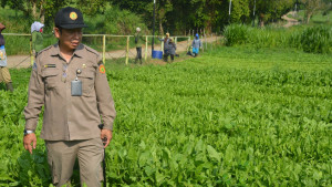 Kementan Dorong Pengembangan Chikori untuk Pakan Ternak Berkualitas