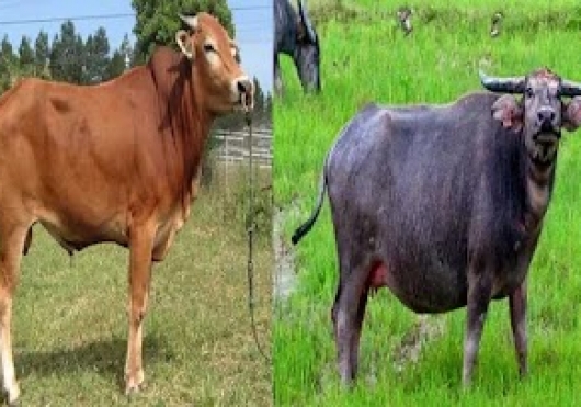 ternak kerbau vs sapi