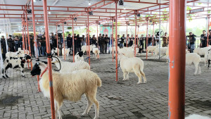 Kementan Meriahkan Kontes Ternak Piala Gubernur DIY 2024