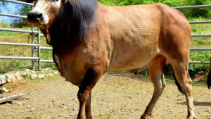 Warisan Genetik Nusantara, Sapi Aceh Diakui Nasional sebagai Bibit Unggul !