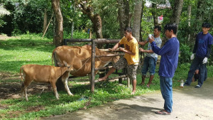 Tren Kasus PMK di Sinjai Menurun, Penanganan Pemerintah Berdampak Positif