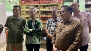Kementan Sidak Pemotongan Ayam, Pastikan Harga Patokan Diterapkan