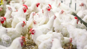 Kementan: Ketersediaan Ayam Ras Dalam Negeri Aman dan Mencukupi