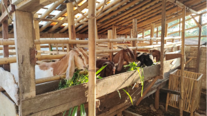 Kementan Gandeng Perbankan, Fasilitasi KUR Untuk Usaha Pembibitan dan Budidaya Ternak Kambing dan Domba