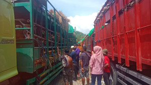 Distribusi Sapi Kurban dari NTB Diatur Ulang, Pasokan Dipastikan Aman