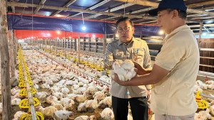 Langkah Cepat Kementan Stabilkan Harga Ayam dan Telur