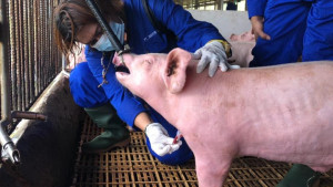 Singapura Siap Buka Impor Karkas Babi Dari Pulau Bulan