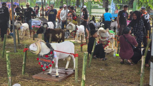 Kementan Apresiasi Expo dan Kontes Domba Tahun 2024 di Indramayu