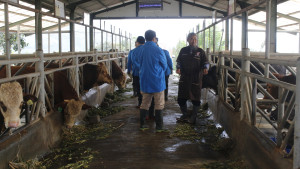 Kementan dan Utusan Khusus Presiden Gali Inovasi Dari Kandang Ke Ladang