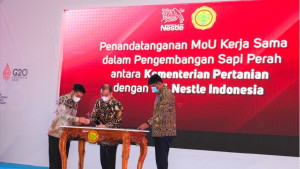 Kementan Gandeng PT. Nestle Tingkatkan Produksi Susu di Indonesia