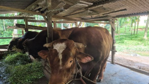 Kementan Kawal Penyembelihan Hewan Kurban Bantuan Kemasyarakatan Presiden RI Berupa Sapi Tahun 2025