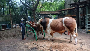 Kementan Dorong Kolaborasi Teknologi Reproduksi, Tingkatkan Kualitas Ternak Unggul